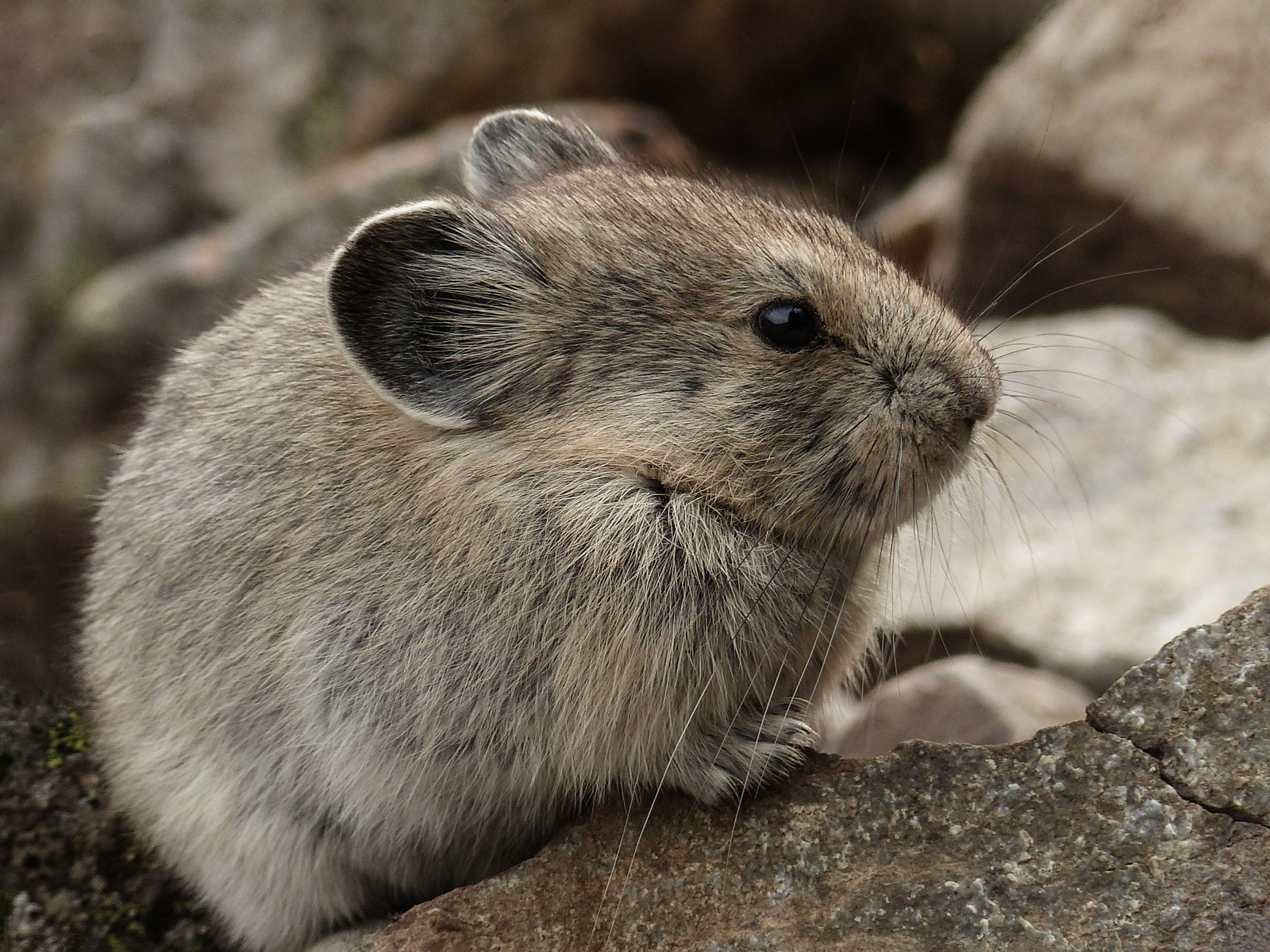 divoký, Kanada, Příroda, zvíře, detailní, Kananaskis, savec, lumix, skály, Volně žijících živočichů, prozkoumat, Alberta, sutí, divoké zvíře, pointandshoot, skalnaté hory, boční pohled, Pika, kcountry, Dálnice40, Lagomorpha, Zajímavost30, Ochotonidae, annkelliott, Americanpika, anneelliott, fz200, Ochonta, Ochontaprinceps, 69 cm dlouhý, panasonicdmcfz200, Explore2014august21
