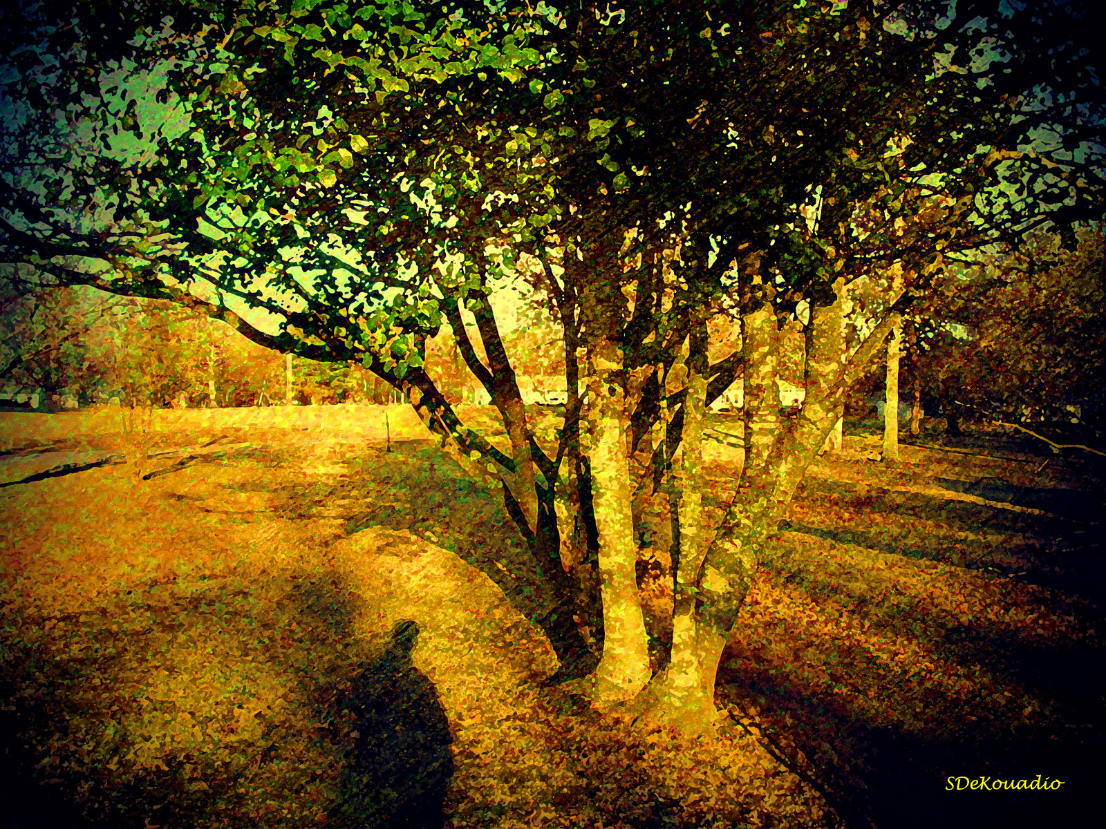 slunečnímu záření, stromy, malování, les, Příroda, odraz, stín, fotografování, umělecká díla, větev, večer, ráno, Kánon, Virginie, UMĚNÍ, světlo, strom, podzim, stíny, list, umělecký, rostlina, venkovní, sezóna, zálesí, místo výskytu, přírodní prostředí, dřevina, opadavý