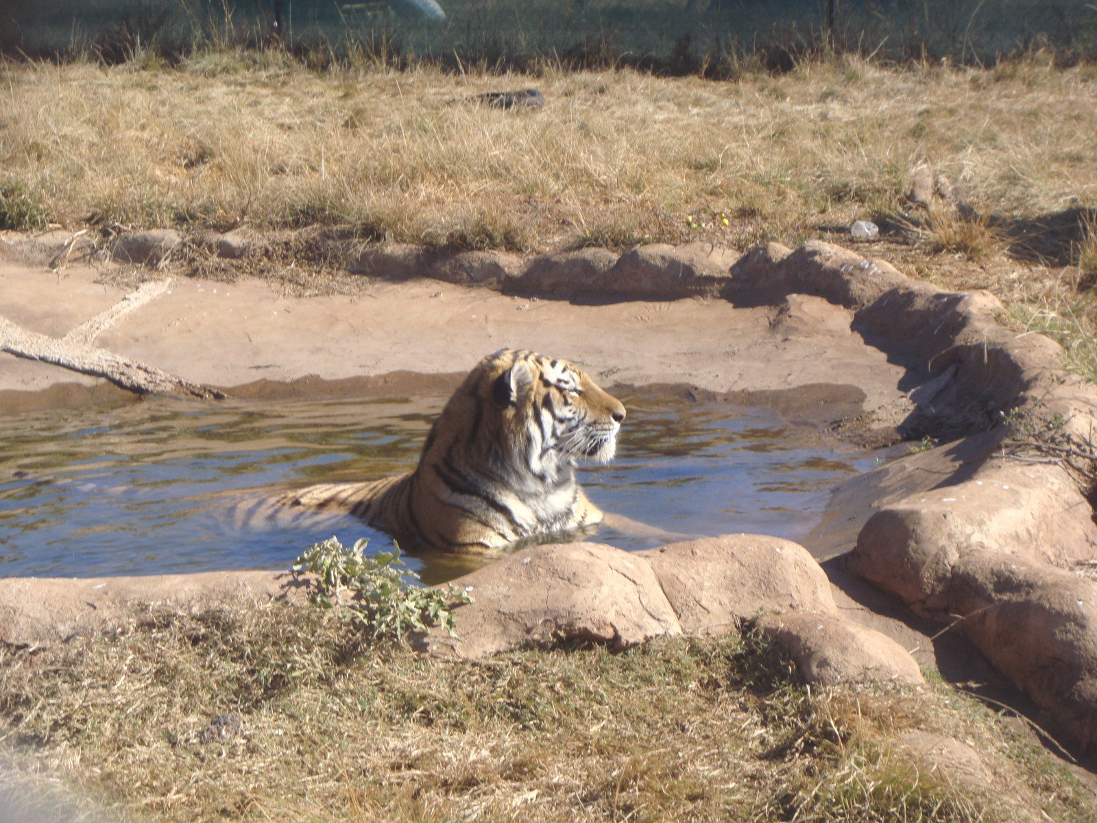 Tiere, Gras, Tiger, Tierwelt, Afrika, Nationalpark, große Katzen, Blinkagain, Süd, Safari, Fauna, Säugetier, Flickrbigcats, Südafrika, Katze wie Säugetier, Fleischfresser, Tiger, Tierheim, große Katze, Animalpark, terrestrial animal