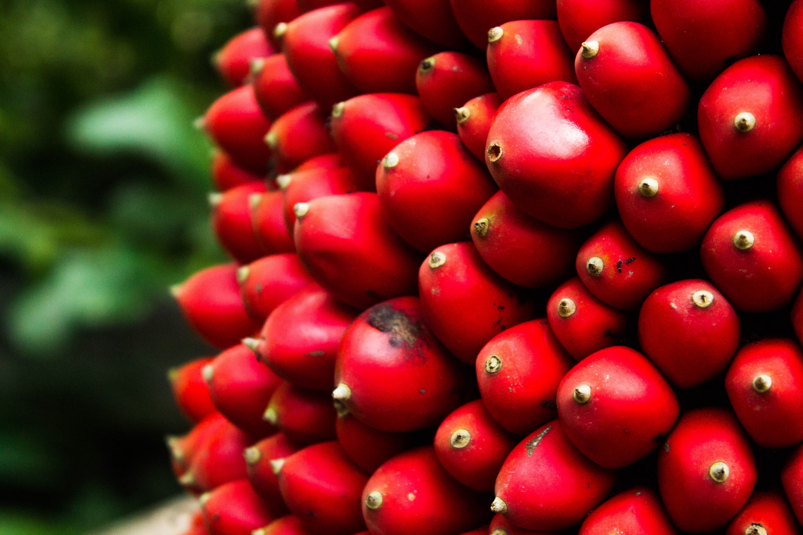 Photoshop, jídlo, Příroda, Červené, ovoce, Spojené království, Drsný, Eden Project, květ, rostlina, flóra, vyrobit, suchozemská rostlina, kvetoucí rostlina, makro fotografie