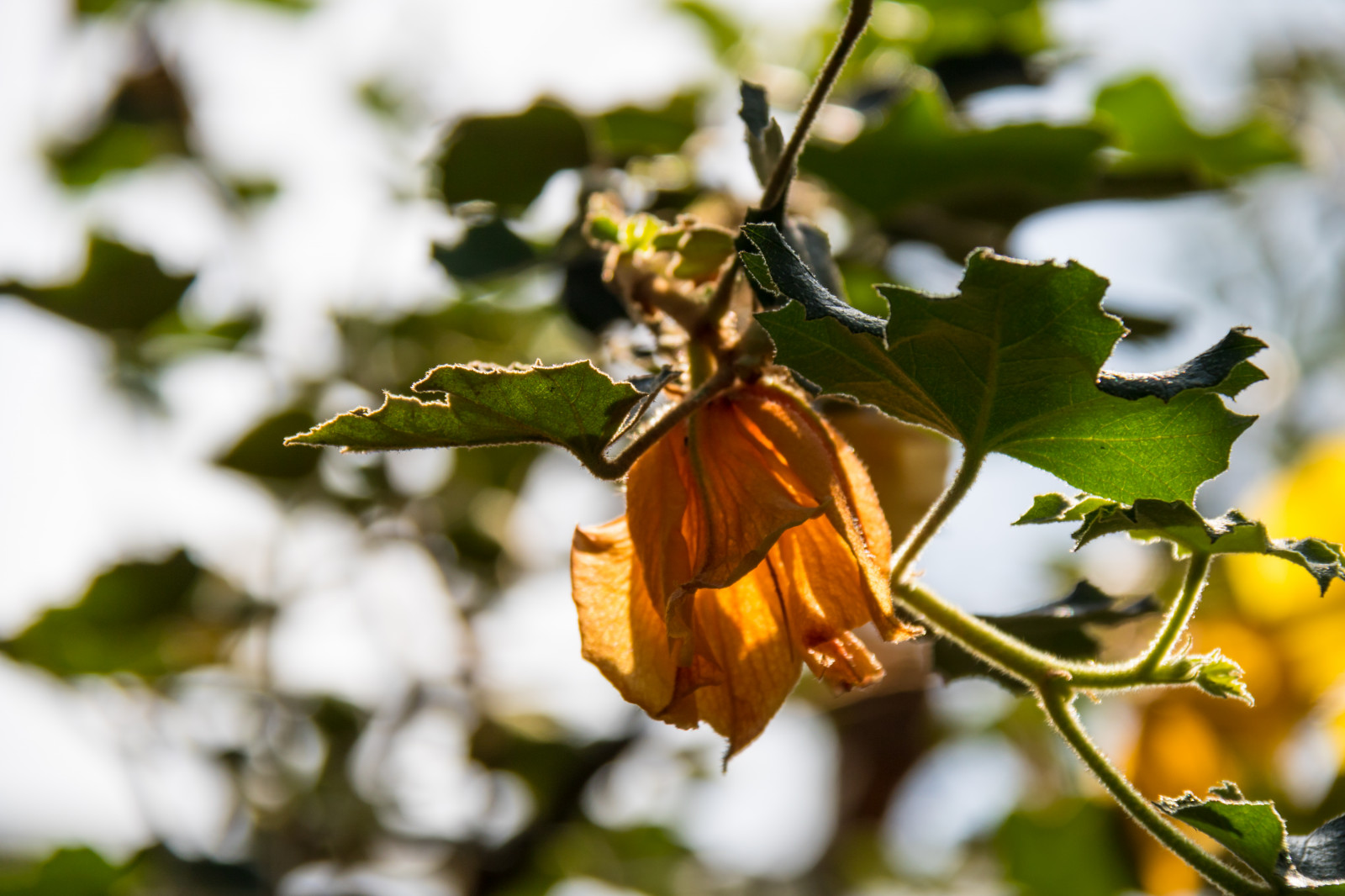slunečnímu záření, Příroda, větev, zelená, žlutý, květ, jaro, strom, podzim, list, květ, rostlina, sezóna, flóra, Blomma, Lund, botaniskatr dg rden, v r, Botanická zahrada, vyrobit, botanika, suchozemská rostlina, kvetoucí rostlina, dřevina, zblízka, keř, makro fotografie, opadavý