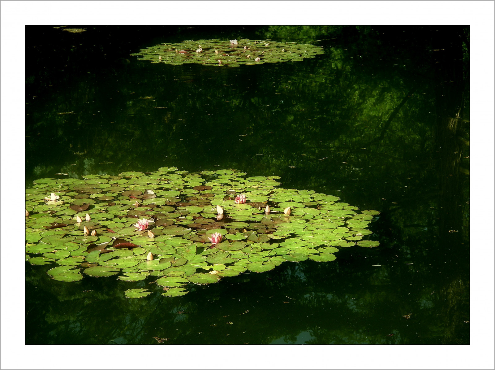 Wallpaper : flower, nymphaea 4068x3040 - - 1041827 - HD Wallpapers