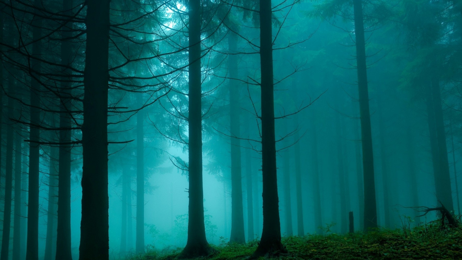 slnečnému žiareniu, krajina, les, odraz, zelená, Modrá, hmla, podvodné, atmosféra, zornička, screenshot, habitat, prírodné prostredie, atmosférický jav, počítač tapeta, ekosystém