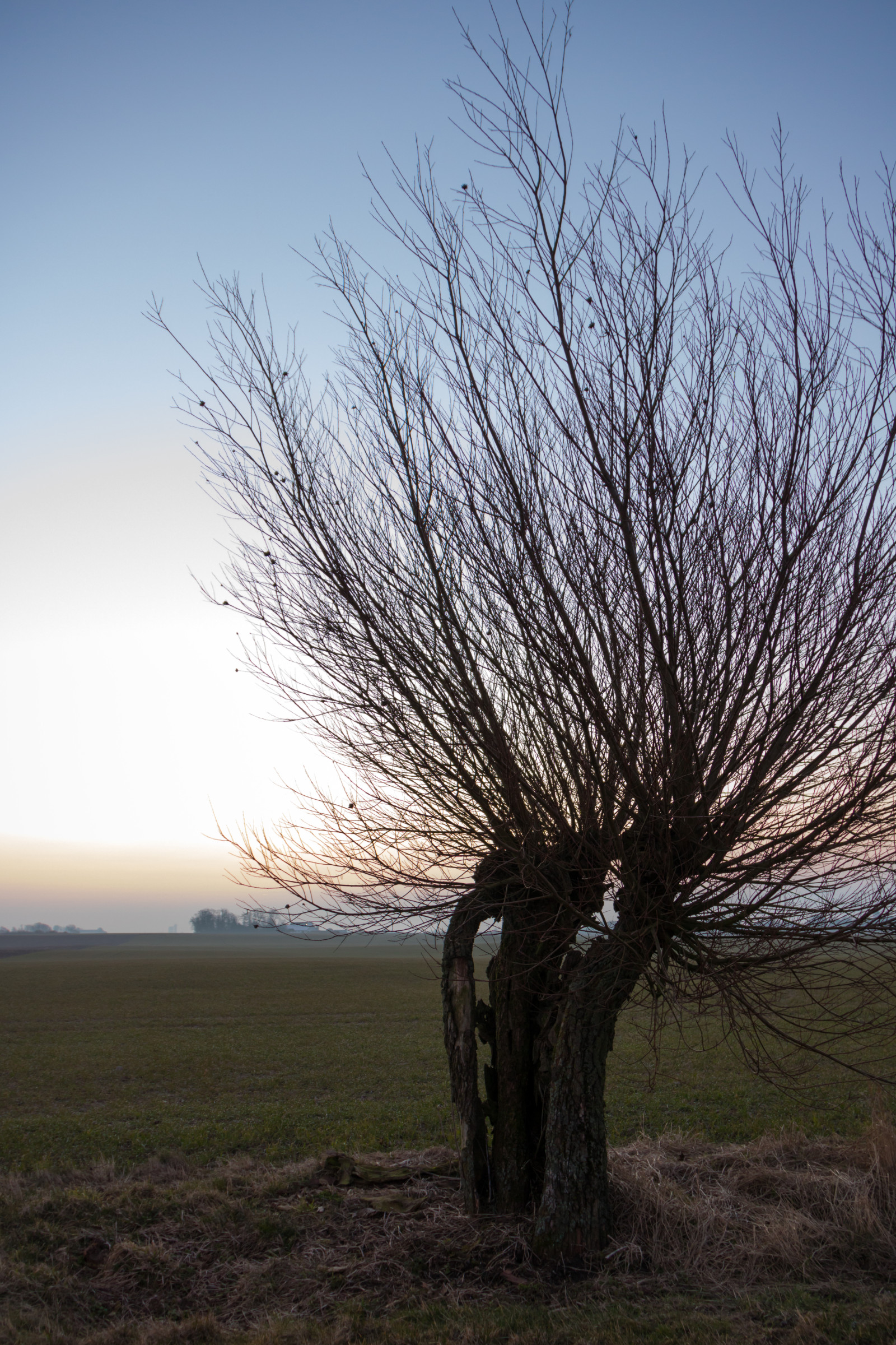 slunečnímu záření, krajina, západ slunce, kopec, Příroda, tráva, nebe, zima, pole, větev, svítání, večer, ráno, vítr, horizont, soumrak, strom, podzim, list, svítání, rostlina, sezóna, nebe, tr d, venkov, landsbygd, soluppg ng, s dersl tt, landskap, gryning, morgon, PIL, piltr d, prérie, venkov, atmosférický jev, dřevina, tráva rodina