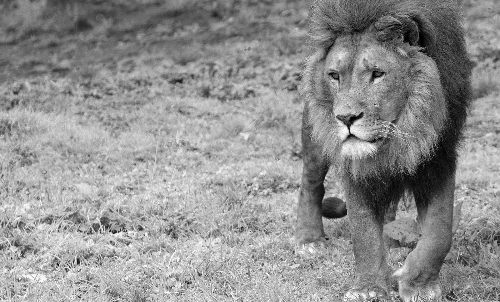Černý a bílý, tělesné, bílý, Černá, mužský, Příroda, Nizozemí, černobílý, zvíře, zoologická zahrada, Nikon, král, Lev, venkovní, lev, džungle, Gaia, Limburg, Kerkrade, panthera, Gaiapark, gaiazoo