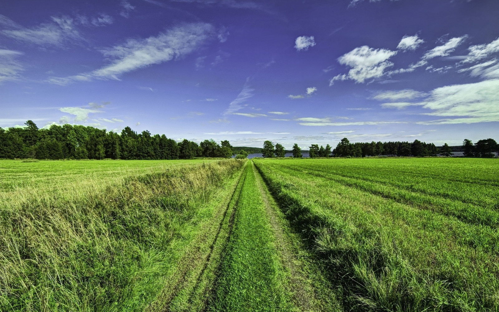 Landschaft, Hügel, Natur, Gras, Himmel, Feld, Grün, Bauernhof, Horizont, Wolke, Wiese, Pflanze, Weide, Landwirtschaft, Wiese, Plantage, Ebene, Rasen, Prärie, Ernte, Boden, ländliches Gebiet, Ökosystem, Grasfamilie, Reisfeld