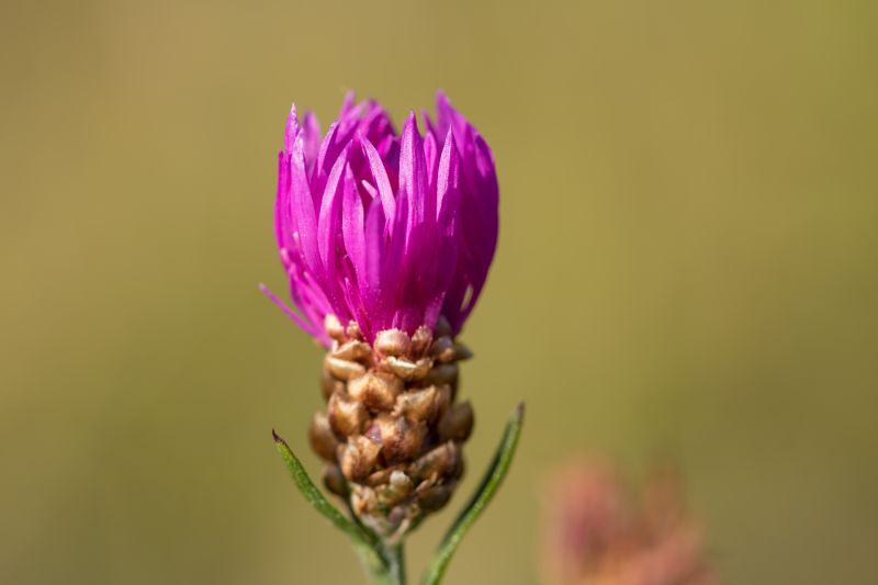 valokuvaus,makro,siitepöly,kukka,kukka,kasvi