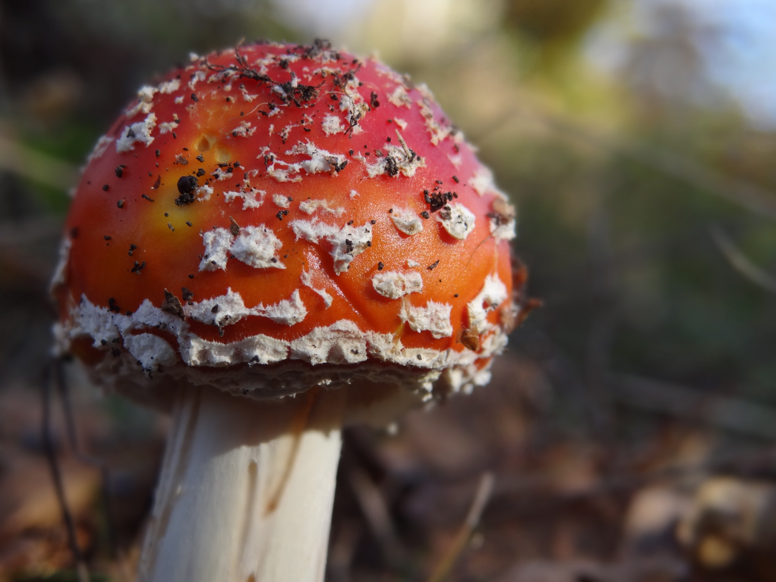 Ryba, květ, Londýn, Příroda, ptactvo, zvěř, venkov, kent, vysoký, Západní Sussex, pavouci, Volně žijících živočichů, hmyz, Hampshire, hmyz, obojživelníci, savci, Horsham, Gatwick, plazi, Crawley, wildlifetrust, southeastengland, sussexwildlifetrust, southeastofengland, wealds