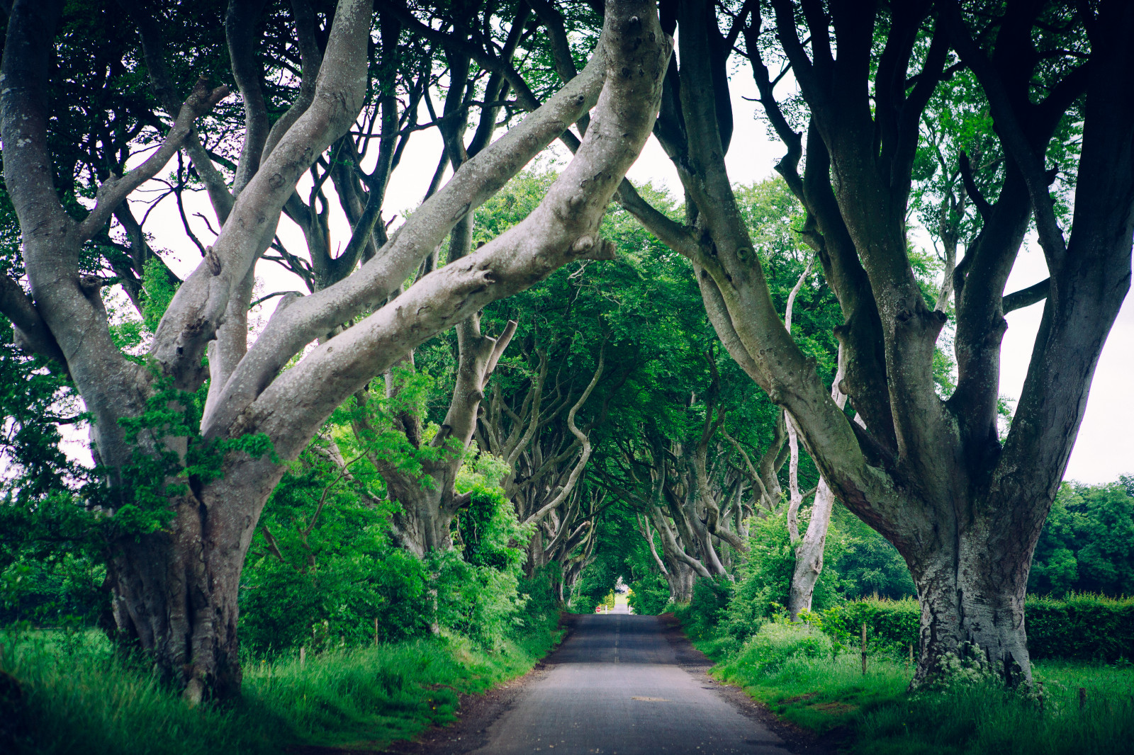 Аллея деревьев чб. Шервудский лес в англии. Road branches. Деревья с гибкими ветвями. Дорогие материалы дерева.
