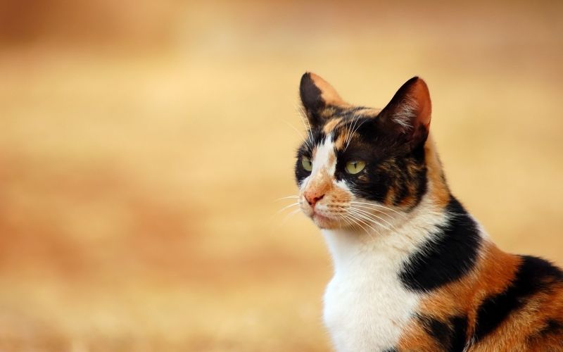 cat, nose, whiskers, kitten, mammal, fauna cat, nose, whiskers, kitten, mammal, fauna