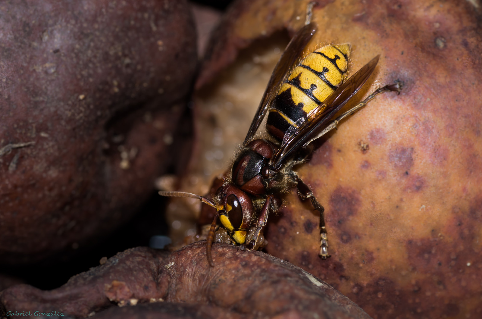 naturaleza, macro, natura, animali, esploratore, Esplorare, animales, tamron90mm, gPhoto, Gaby1, pentaxk5, Ggl1, Xovesphoto