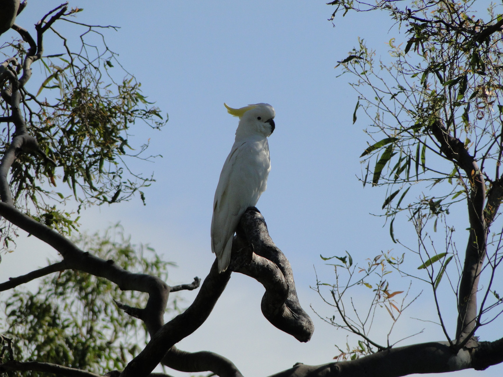 3456x2592 px, 44, นก, นกกระตั้ว, นกแก้ว, ร้อน