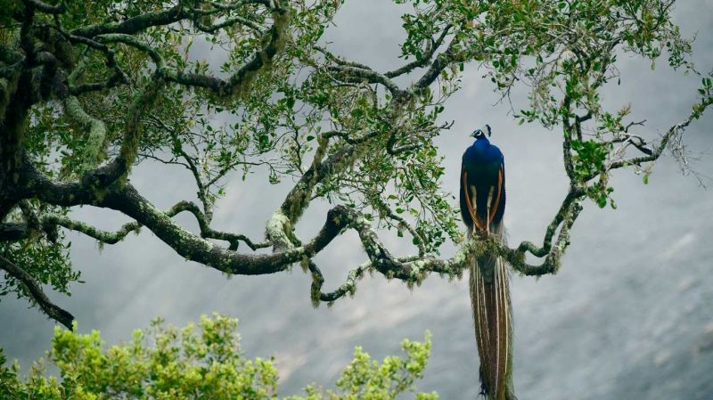forest, nature, peacocks, branch, green, wildlife forest, nature, peacocks, branch, green, wildlife