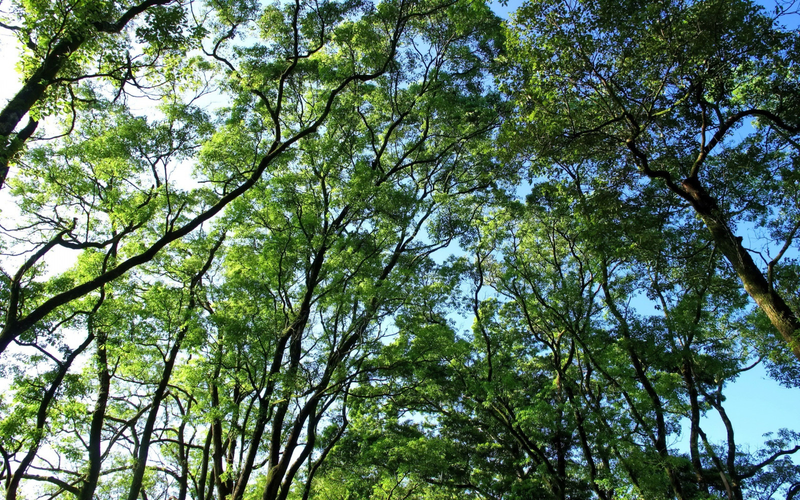 แสงแดด, ต้นไม้, ป่า, ธรรมชาติ, พืช, การถ่ายภาพ, สาขา, สีเขียว, ป่า, ป่าฝน, ต้นไม้, ใบไม้, ดอกไม้, ปลูก, พืชพันธุ์, 2560x1600 px, ป่าไม้, สวน, ถิ่นที่อยู่, สภาพแวดล้อมทางธรรมชาติ, พฤกษศาสตร์, โรงงานที่ดิน, พืชดอก, ไม้ยืนต้น, ระบบนิเวศ, Biome, ป่าเจริญเติบโตเก่า, ป่ากว้างและป่าผสมผสาน, ผลัดใบ