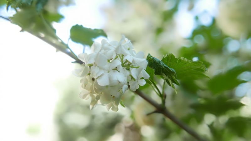 cibo, fiori, natura, ramo, verde, fiorire cibo, fiori, natura, ramo, verde, fiorire