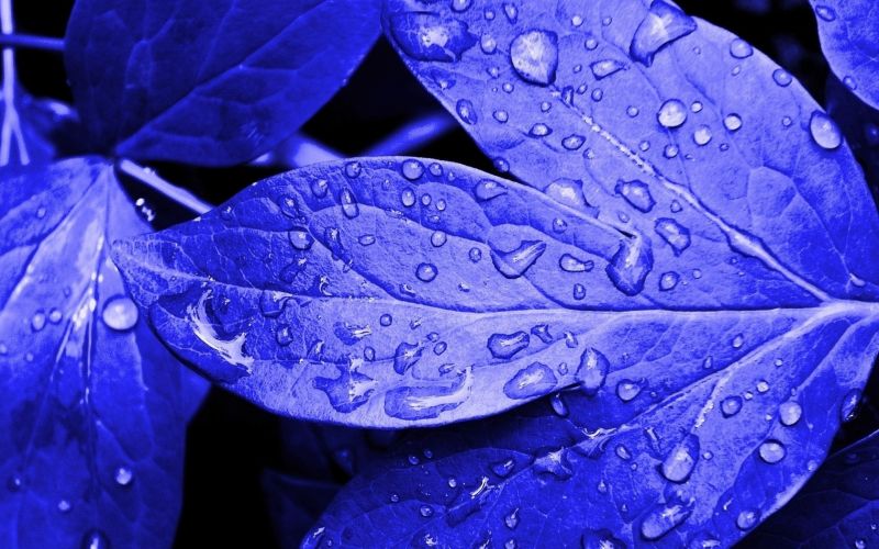 listy,barvitý,kapky,povrch
