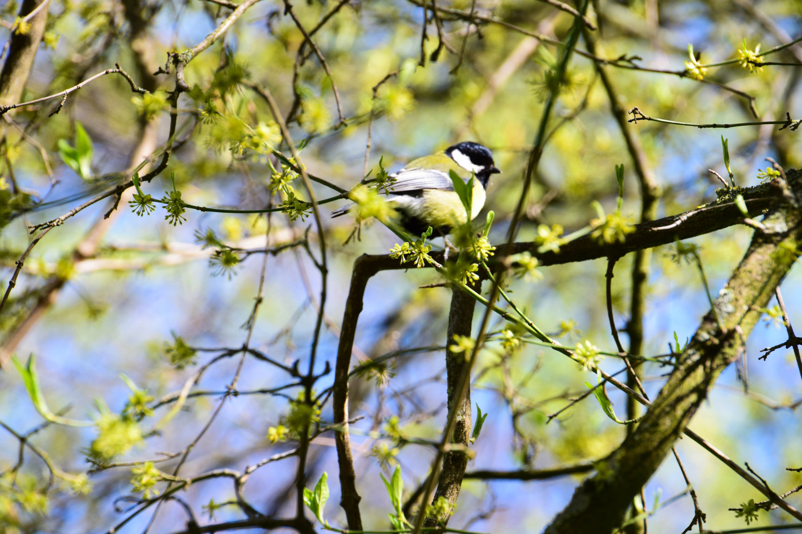 sollys, træer, by, natur, afdeling, gul, dyreliv, blomst, Sverige, Europa, Sverige, træ, blomst, udendørs, fugl, sk nel n, SE, malmø, Slottsparken, f gel, gulmes, fauna, siddepinde fugl, parakit