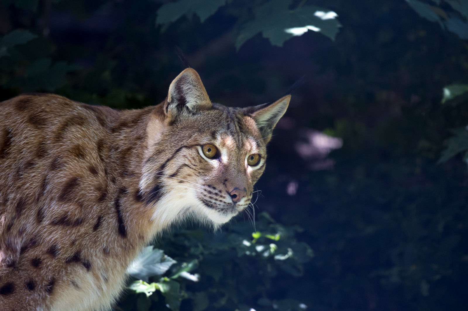 Wallpaper whiskers, lynx, wild cat, bobcat, predator, fauna, vertebrate, cat like mammal