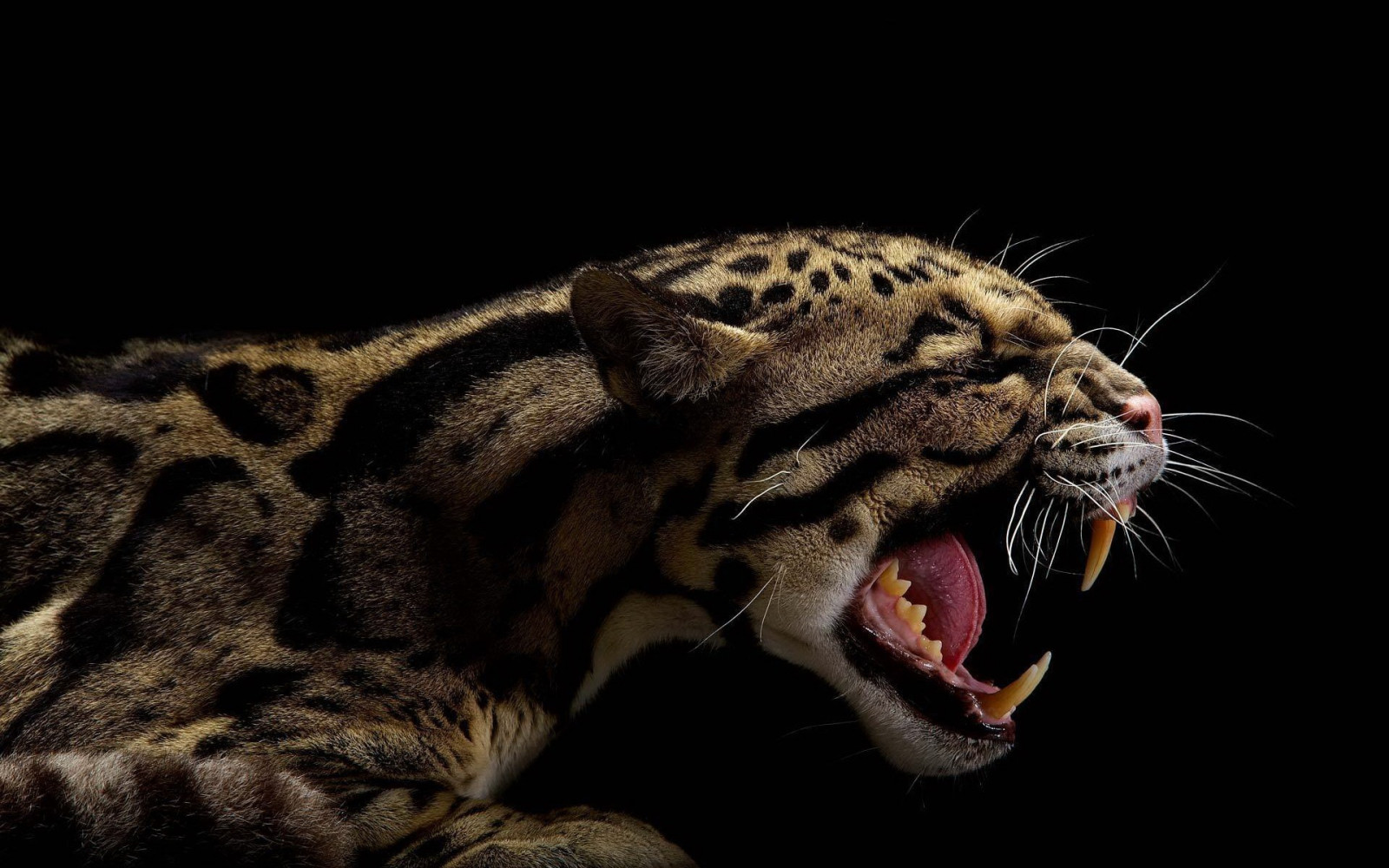 Tiere, Tiger, Tierwelt, große Katzen, Whiskers, Leopard, brüllen, Ocelots, Fauna, Säugetier, Wirbeltier, Nahansicht, Katze wie Säugetier