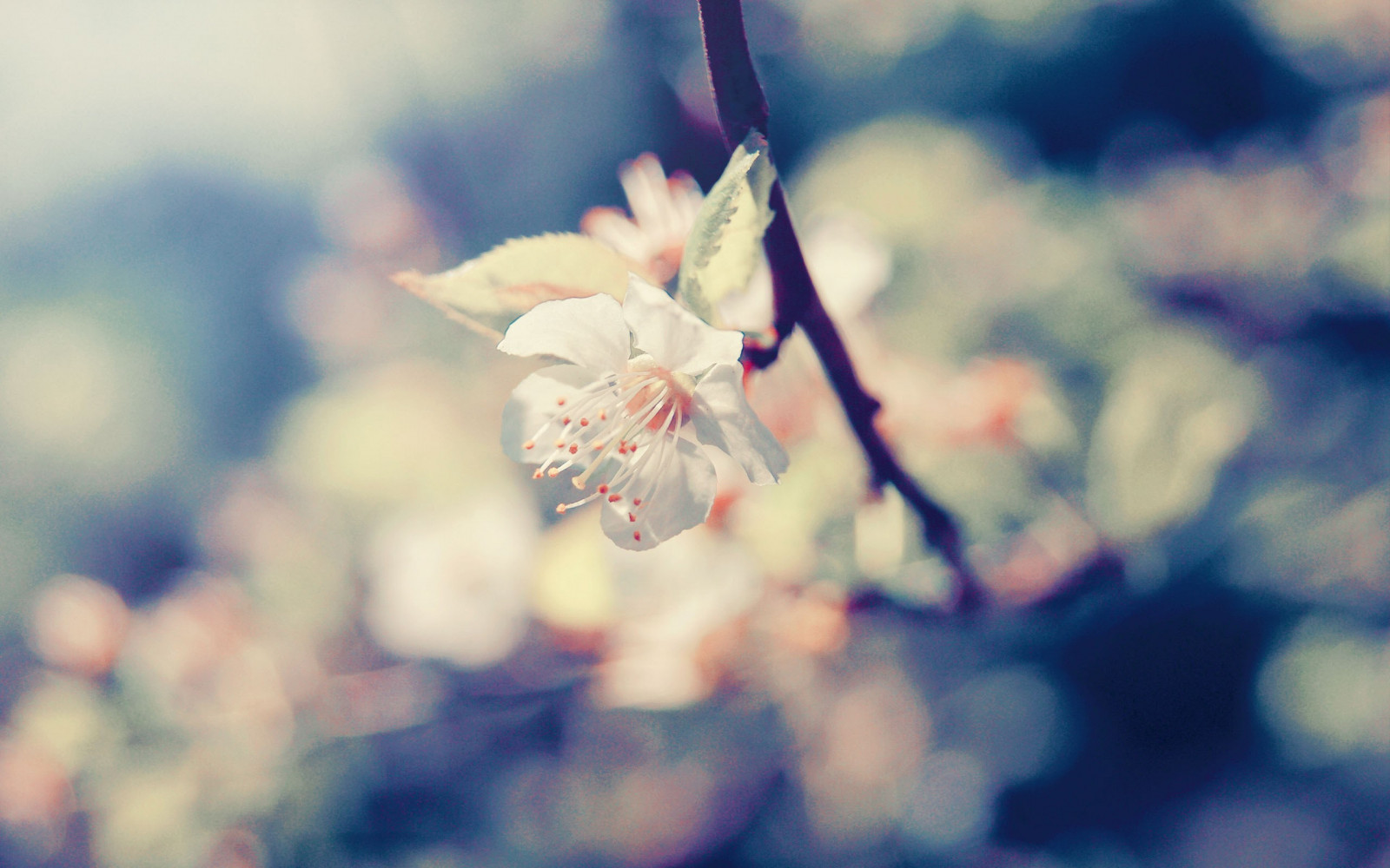 slunečnímu záření, květiny, Příroda, rostliny, fotografování, makro, větev, modrý, Třešňový květ, květ, jaro, list, květ, rostlina, flóra, okvětní lístek, 2560x1600 px, zblízka, makro fotografie