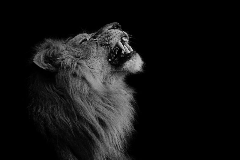 black, animals, monochrome, photography, lion, cat black, animals, monochrome, photography, lion, cat