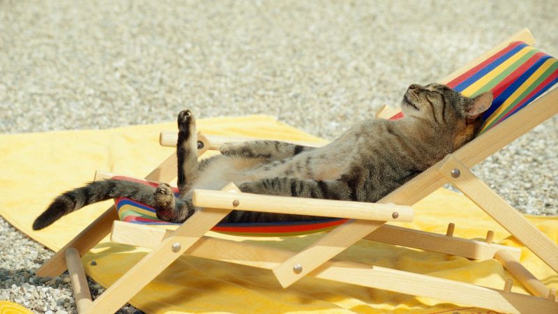 สัตว์, แมว, 1920x1080 px, ไม้, เฟอร์นิเจอร์, product design