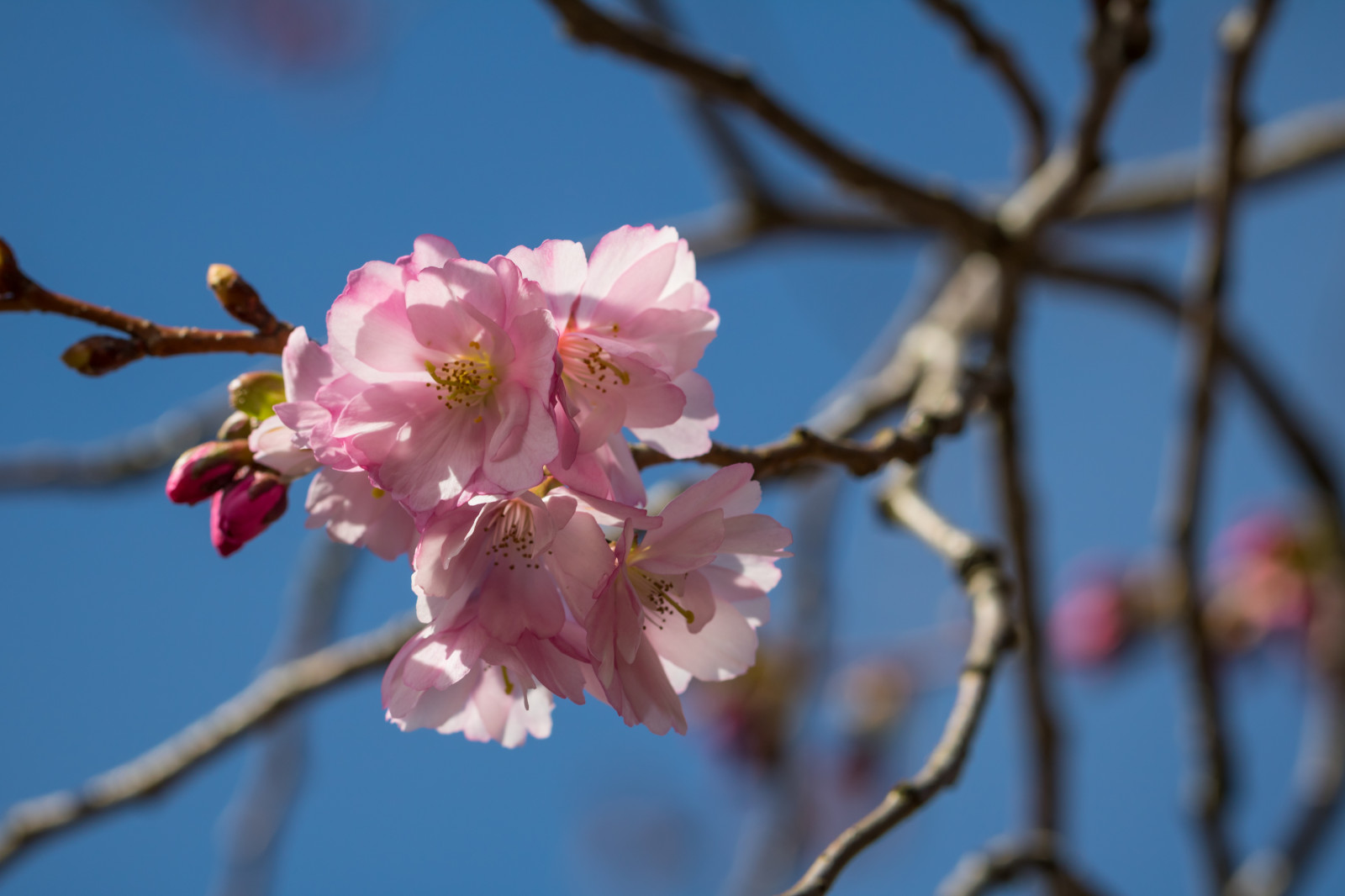 mad, afdeling, frugt, cherry blossom, blomst, lyserød, forår, træ, blomst, plante, cherryblossom, flora, blomma, v r, forår, Alnarp, kronblad, Blom, k RSB rsblom, rosa, fremstille, botanik, jord plante, blomstrende plante, vedplante, tæt på, Busk, makrofotografering, rosenfamilien