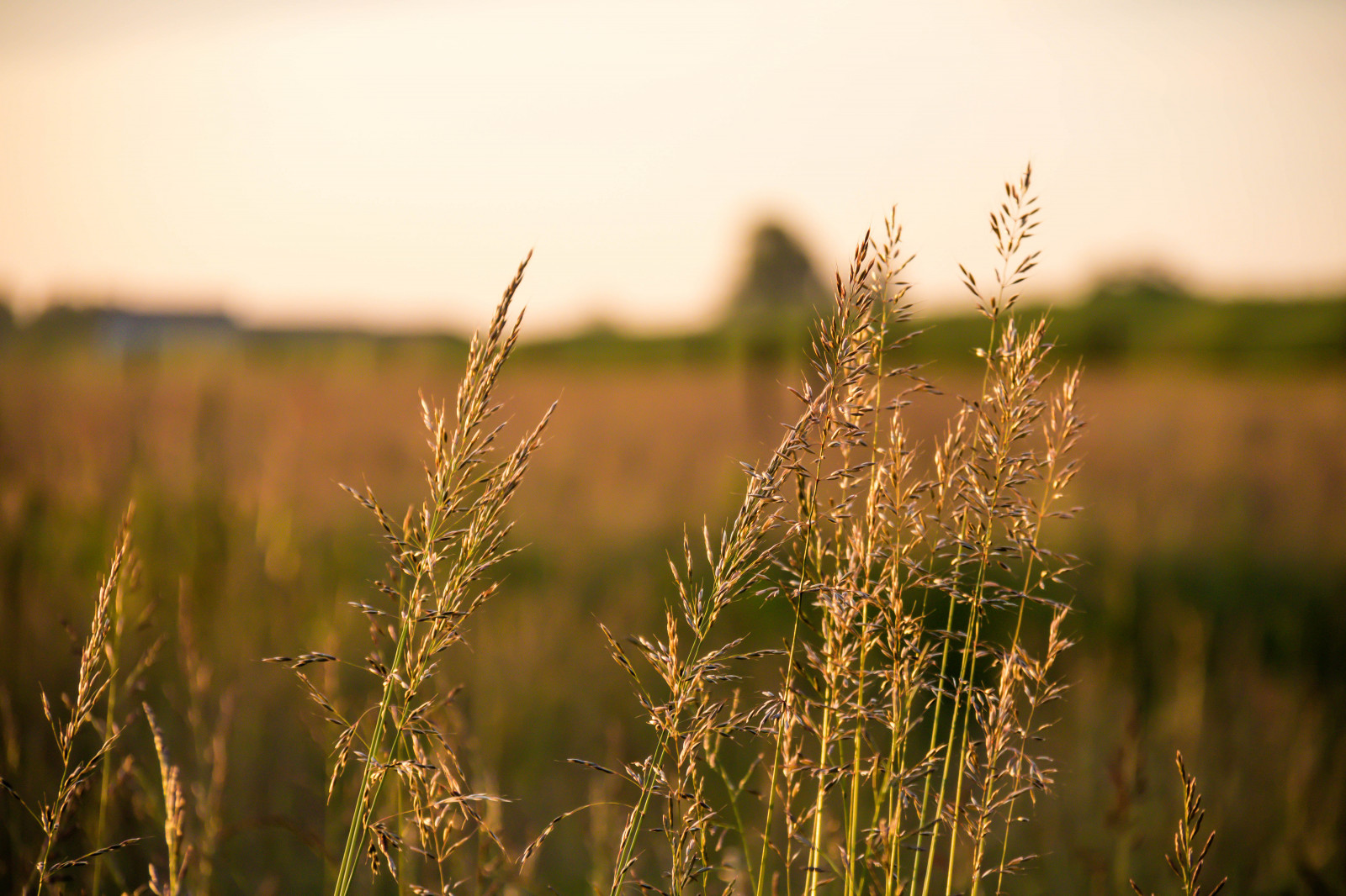 sollys, mad, solnedgang, natur, græs, Mark, afdeling, solopgang, grøn, morgen, hvede, lys, efterår, blomst, græsarealer, plante, flora, morgen lys, soluppg ng, s dersl tt, exif model canoneos760d, kamera gør kanon, kameramodel canoneos760d, geolocation, exif linse efs18200mmf3556is, exif åbning 56, exif gøre kanon, exif focallength 185mm, exif isospeed 640, Morgon, landbrug, eng, prærie, afgrøde, atmosfærisk fænomen, tæt på, makrofotografering, græs familie, stængelplante, Phragmites