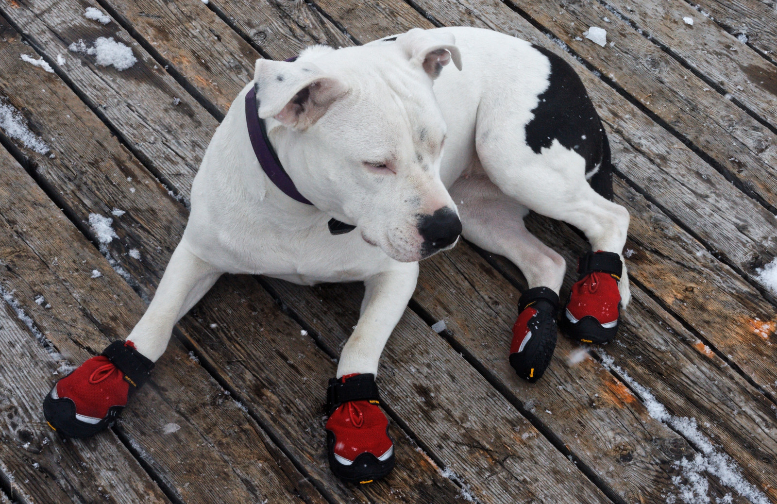 Wallpaper white, shoes, walk, lying, vertebrate, dog like mammal, terrier, american bulldog