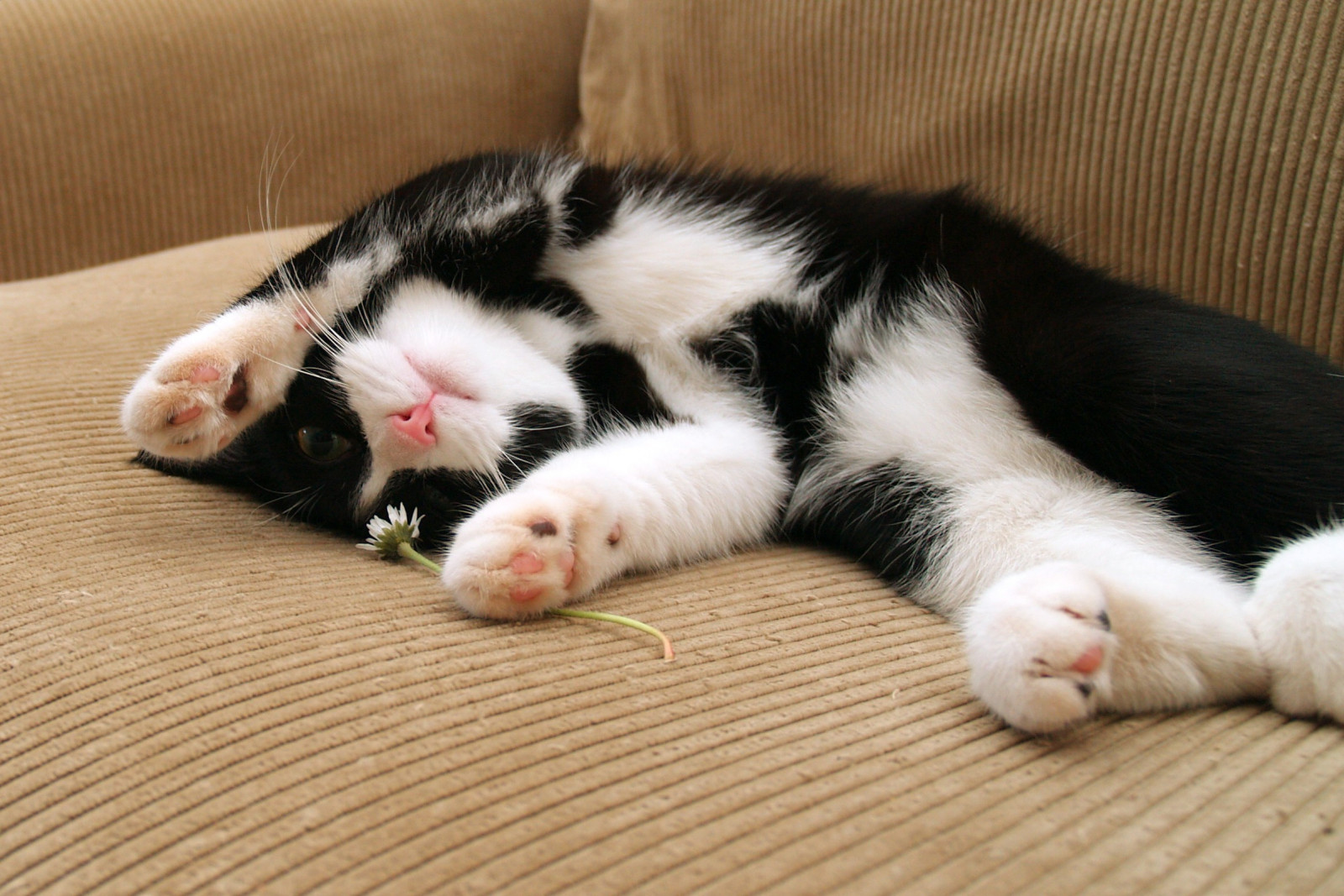 domácí zvíře, kočky, květ, roztomilý, zvíře, kočka, tlapka, kotě, hrát si, searchthebest, vzhůru nohama, sladký, rozkošný, Koťátko, břicho, smoking, mňoukat, tlapky, hravý, roztomilá kočka, aw, skartace, playfulcat, toxedo, cc800, playingwithflowers, bestofcats