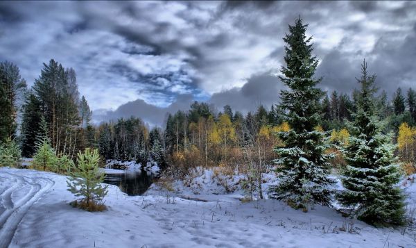 winter,snow,fir trees,cloudy,trees,clouds