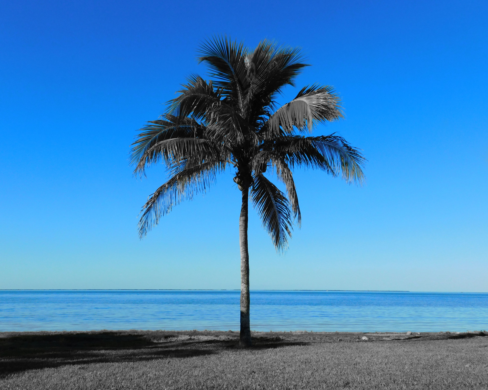 mare, puntellare, cielo, spiaggia, blu, costa, orizzonte, caraibico, vacanza, nube, albero, pianta, bw, oceano, colore selettivo, tropici, sfondo del computer, Arecales, selectivecoloring, dattero, Palma, coastal and oceanic landforms