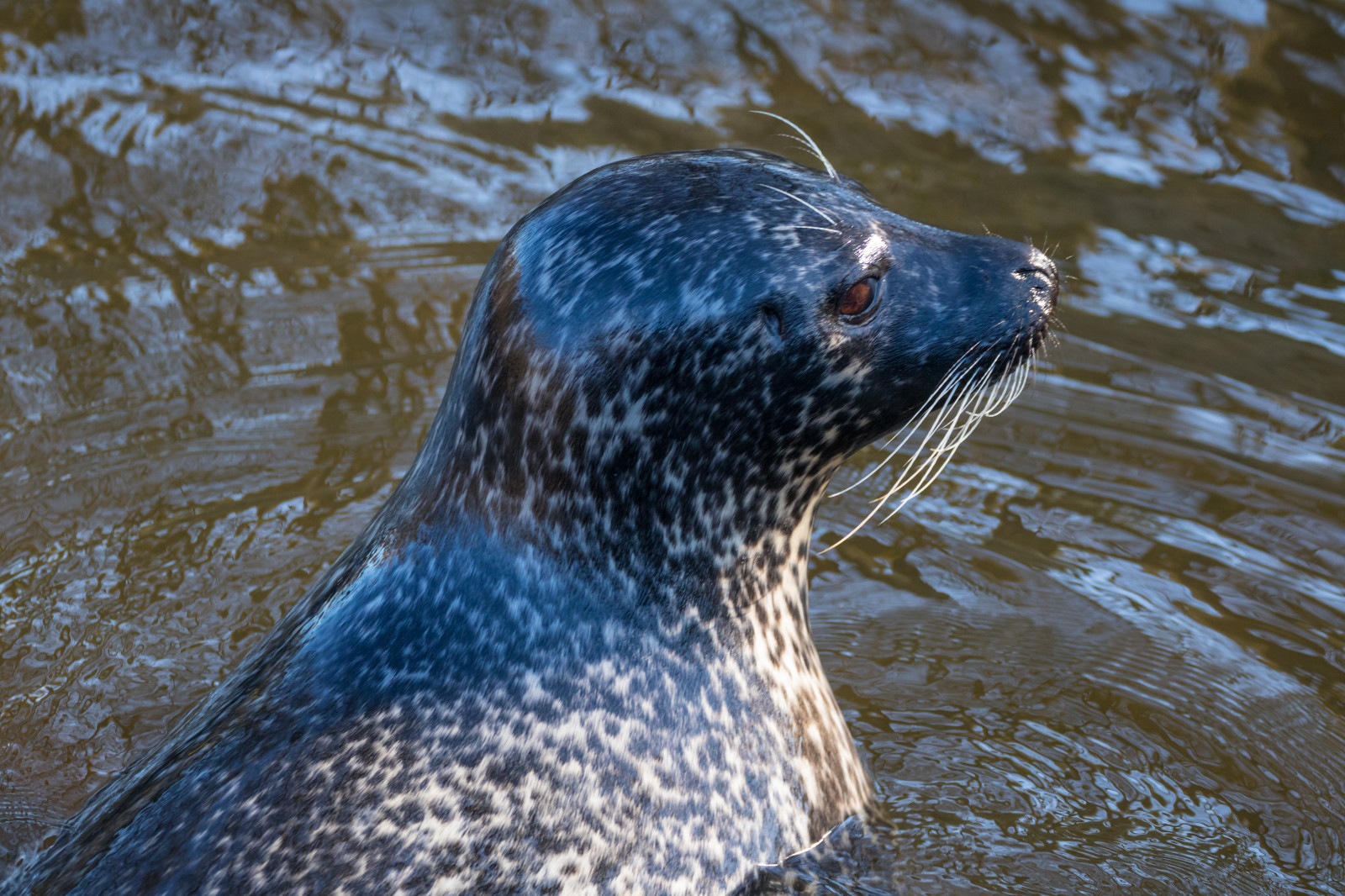 ทะเล, น้ำ, สัตว์ป่า, สวนสัตว์, แมวน้ำ, สัตว์, djur, djurpark, นาก, sk nesdjurpark, ตราประทับ, s l, สัตว์ป่า, สัตว์เลี้ยงลูกด้วยนม, สัตว์เลี้ยงลูกด้วยนมในทะเล, ตราประทับท่าเรือ
