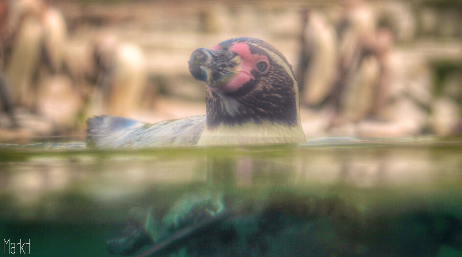 UK, selvaggio, Inghilterra, sfocatura, carina, amore, natura, acqua, bellezza, animale, animali, nuoto, nuotare, Canone, Zoo, Pinguino, pinguini, Messa a fuoco, Europa, subacqueo, bokeh, Gran Bretagna, natura, becco, piume, galleggiante, Regno, chester, Batman, prigioniero, creature, Tamron, profondità, HDR, National Geographic, chesterzoo, togliersi, 1100D