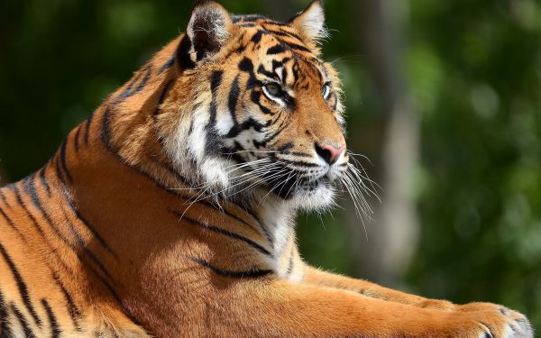 predator, lie, face, tiger, legs, big cat