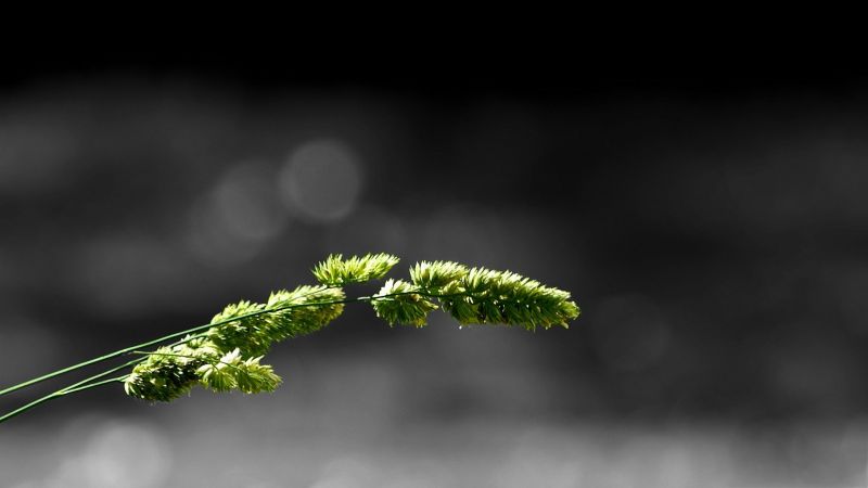 Příroda, minimalismus, fotografování, makro, jednoduché pozadí, tráva Příroda, minimalismus, fotografování, makro, jednoduché pozadí, tráva