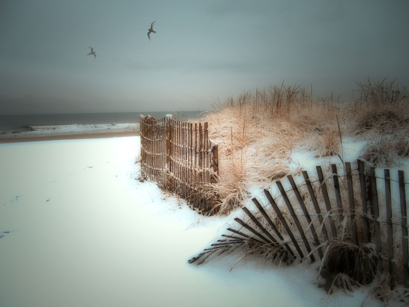 mare, acqua, natura, sabbia, riflessione, erba, la neve, inverno, spiaggia, mattina, gabbiani, vento, recinto, tempo metereologico, Wow, stagione, oceano, onda, mywinners, wowiekazowie, lunga spiaggia, excapture, nina, onlythebestare, thatsbostin, unlimitedphotos, LongIsland, fenomeno atmosferico, top20wintertime