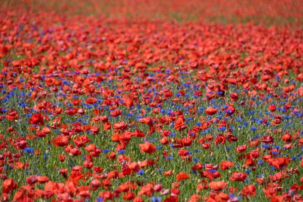 flower,field,poppy,blomma,cornflower,geolocation