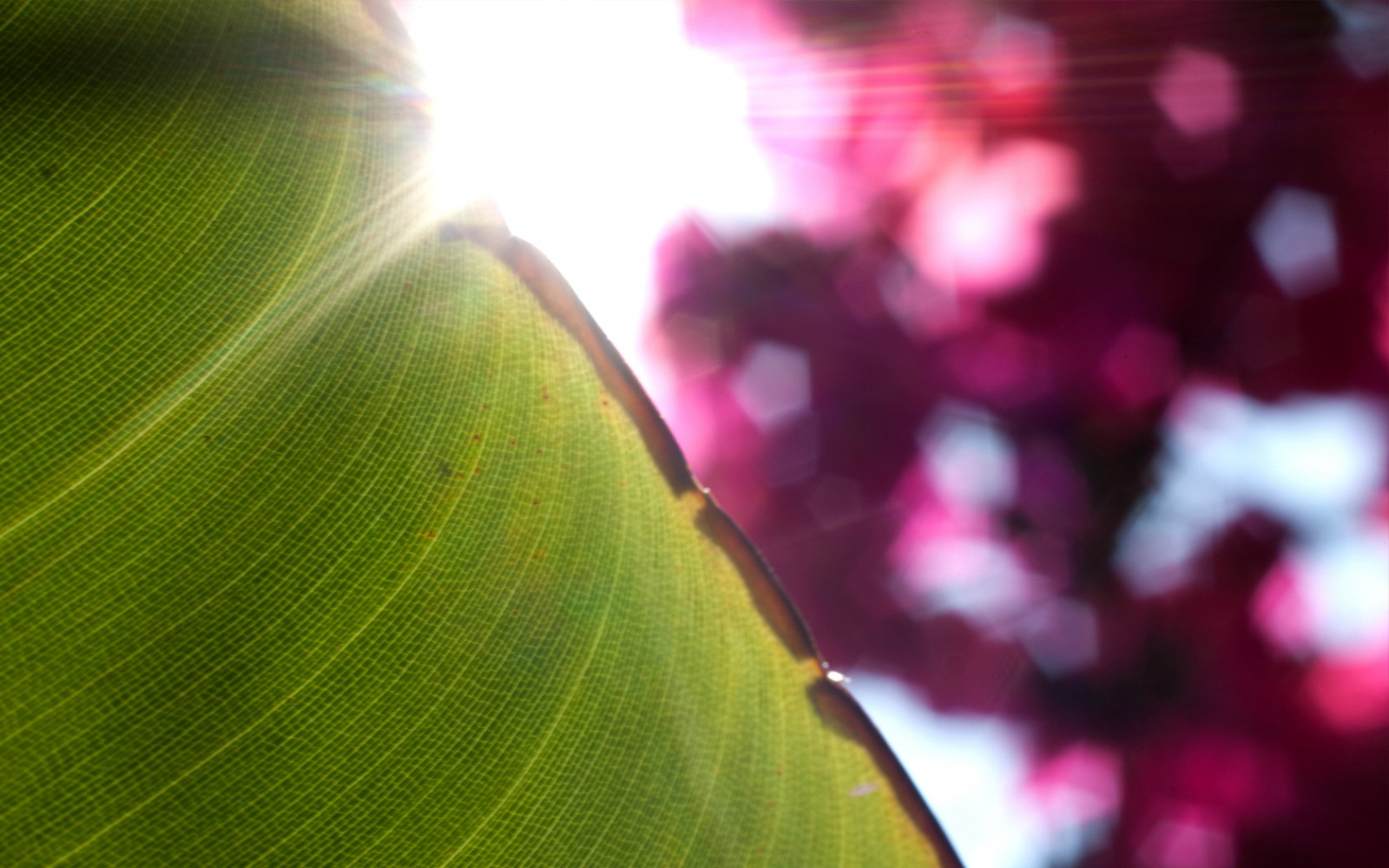foglia, autunno, asciutto, lavorato