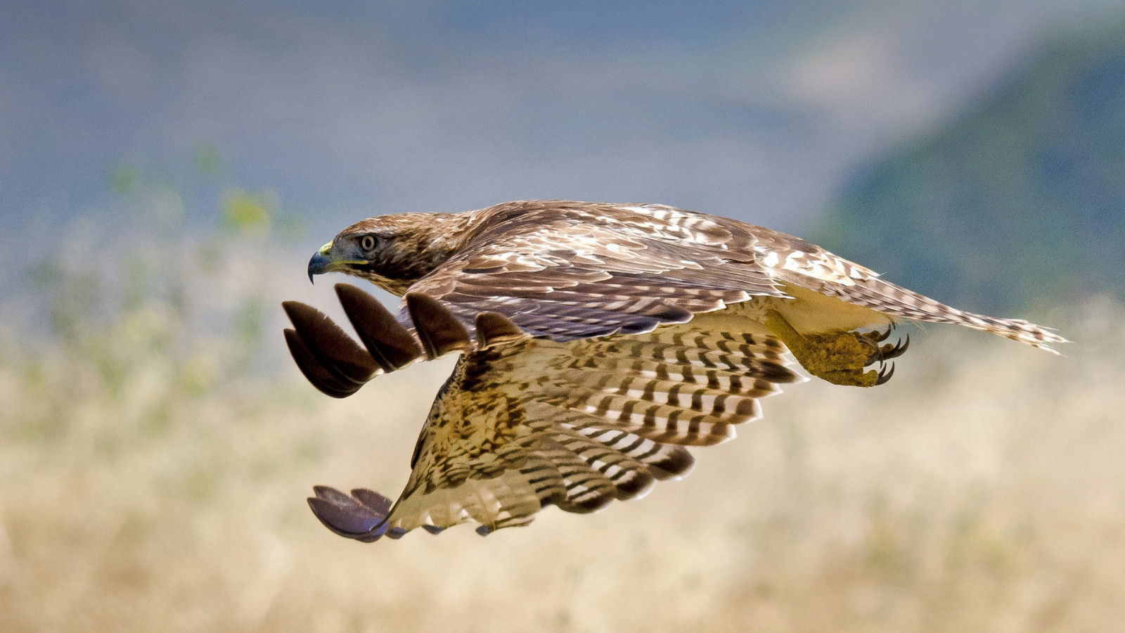 Fly Ride Hawk Wallpaper : hawk, bird, Fly, swing 2400x1350 - CoolWallpapers - 652925 ...