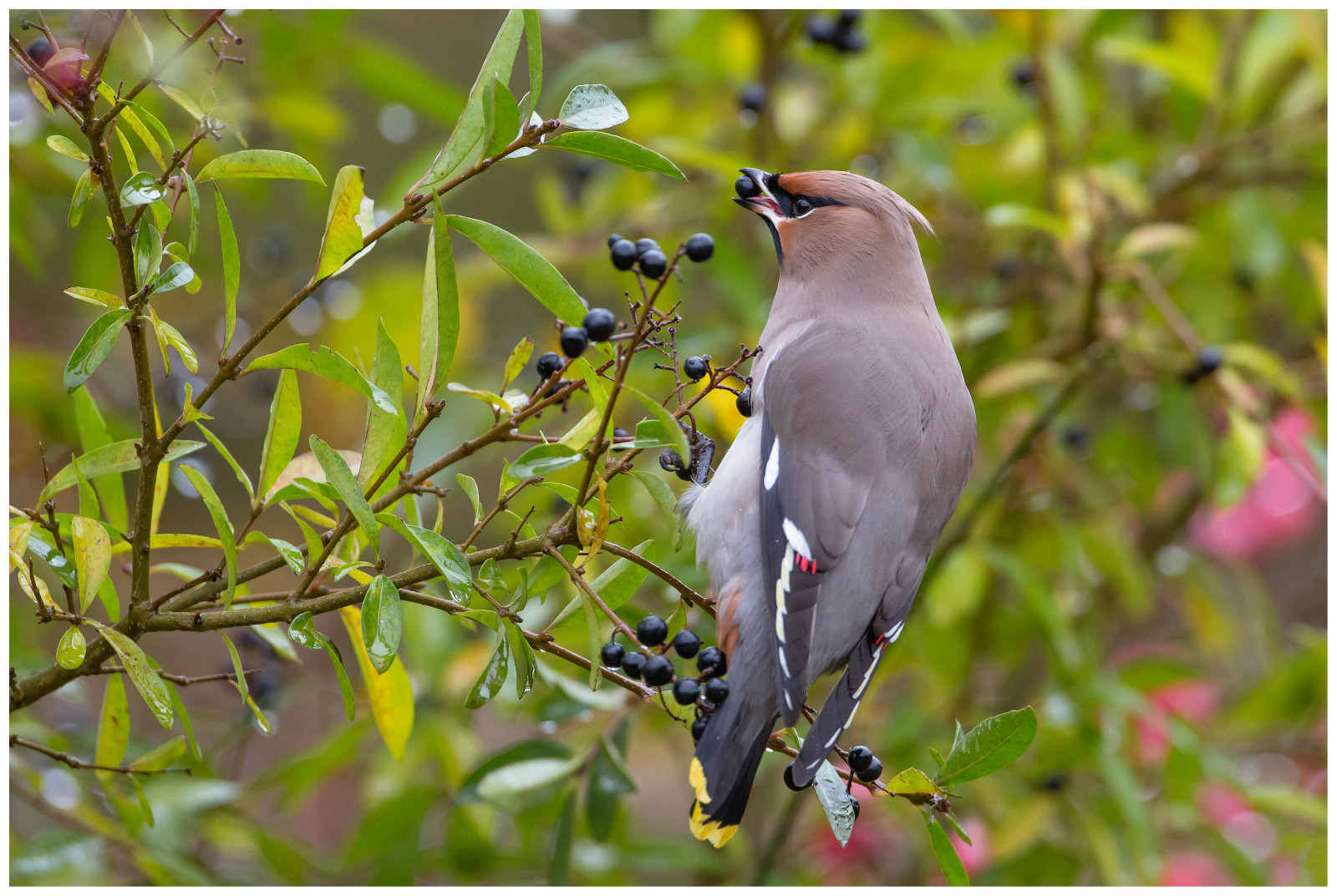 afdeling, dyreliv, næb, 2016, blomst, fugl, finke, Vogel, fauna, siddepinde fugl, hvirveldyr, VOGELS, bohemianwaxwing, bombycillagarrulus, Ijmuiden, pestvogel