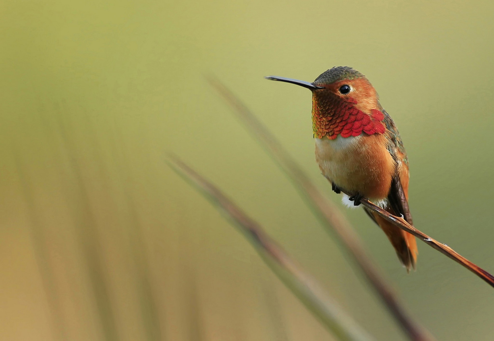 natură, ramură, cioc, pasăre, cinteză, pasărea Colibri, faună, stinghie pasăre, animale vertebrate, a închide, macro fotografie, vechi Flycatcher mondial, pitulice
