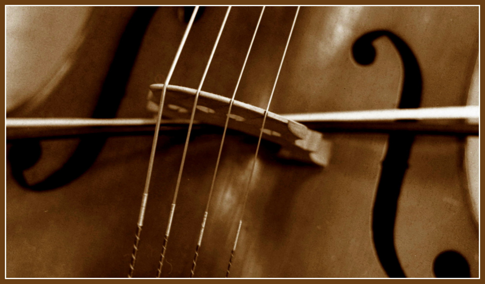 ilfordfilms, mamiya, 645, mamiya645, mediumformat, Ilford, FP4, film, monokrom, Albany, greatsouthern, strygere, instrument, musik, musikalsk, sløjfe, kontrabas, bas, bro, træ, tæt på, quantumentanglement