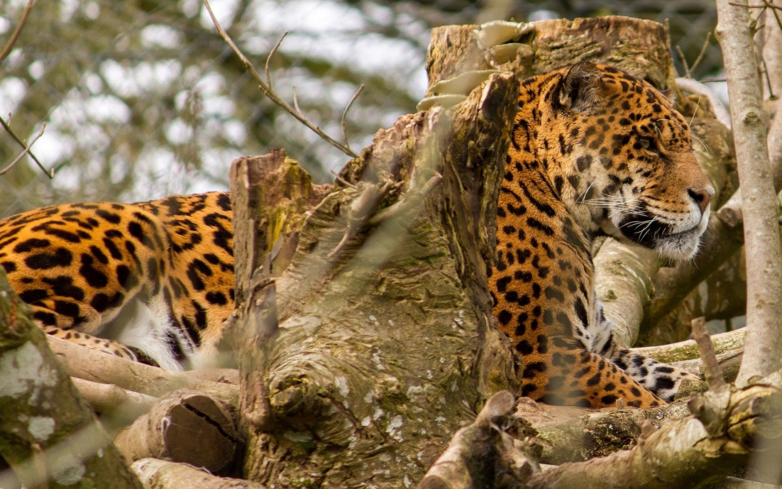 dyr, dyreliv, store katte, Zoo, leopard, Ocelot, Jaguar, leopard dyr, fauna, pattedyr, hvirveldyr, kat lignende pattedyr