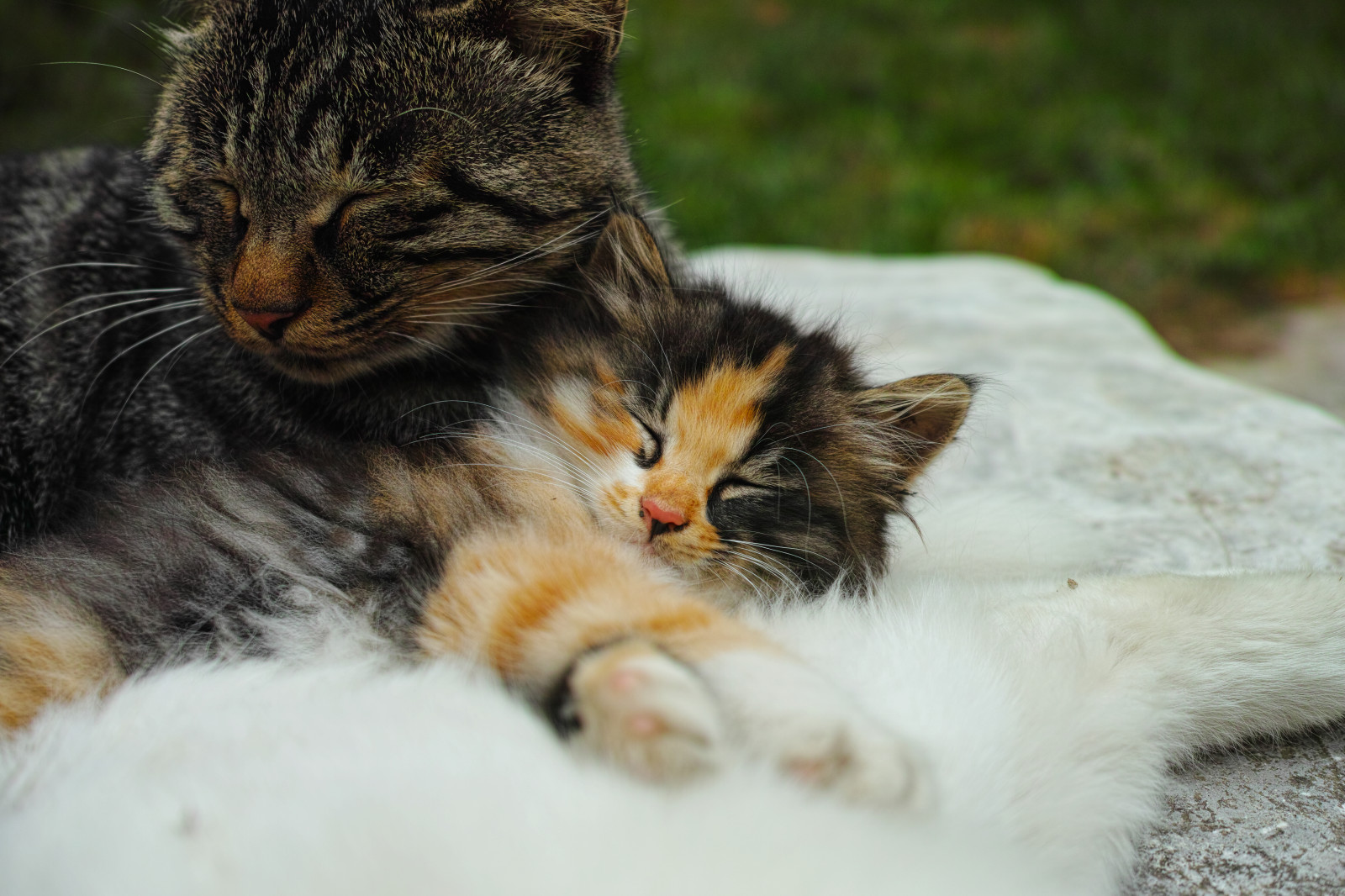 kočka, nos, kníry, moji přátelé, kotě, fauna, savec, obratlovců, kočka jako savci, malé až středně velké kočky, Norská lesní kočka