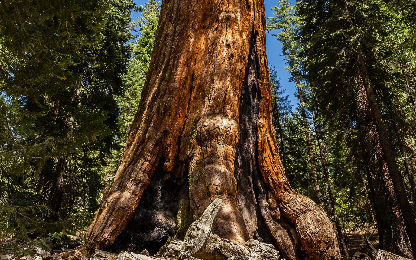 Wallpaper trees, nature, plants, wood, branch, spruce, wilderness