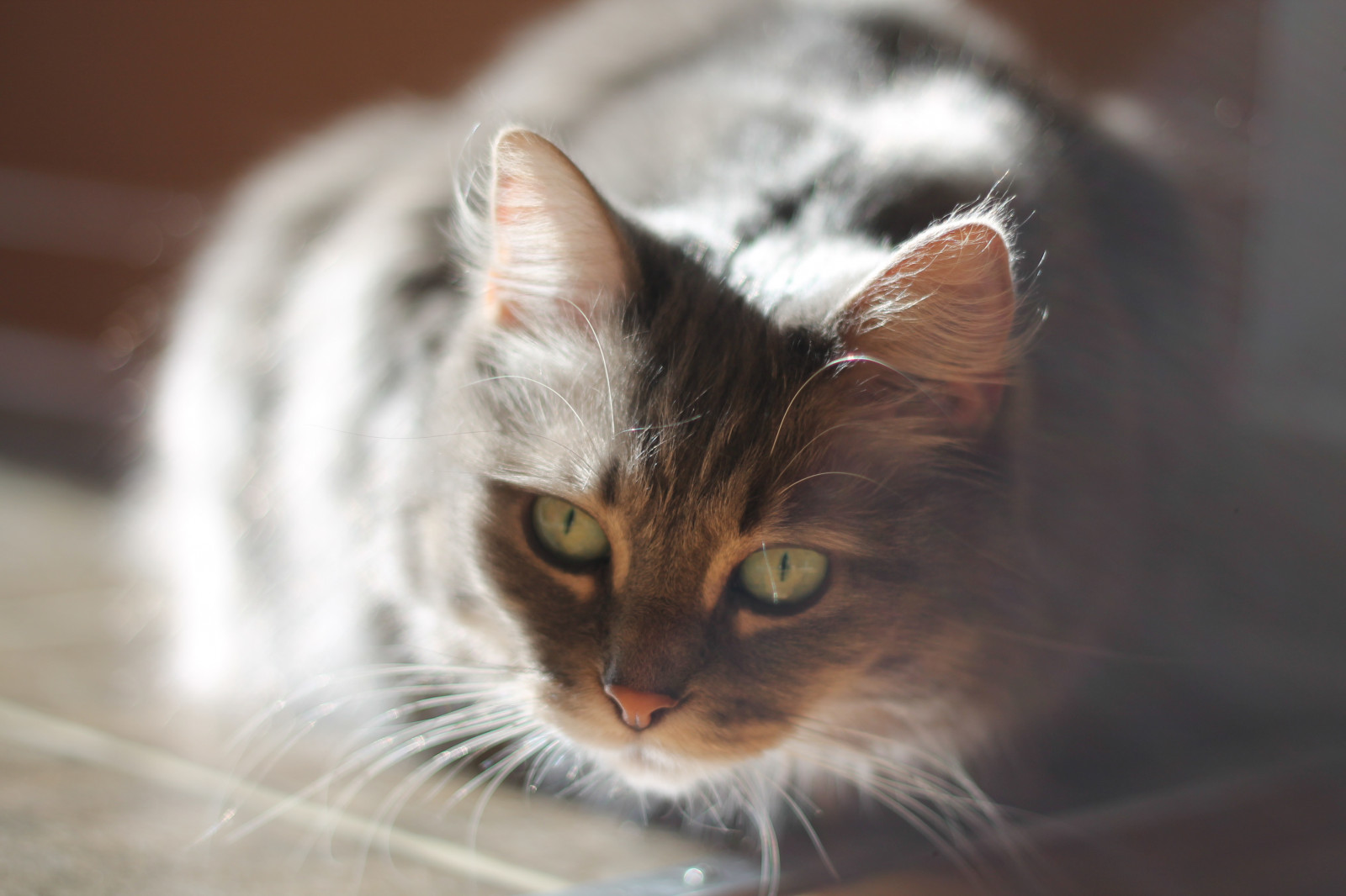 Wallpaper baby, face, cat, fur, furry, daughter, whiskers, shayla