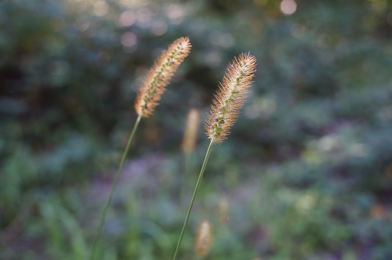 Fotoaparát, originál, světlo, letní, tělesné, UMĚNÍ, Photoshop, Kánon, vinobraní, Německo, ven, objektiv, deutschland, primární, licht, zajímavý, Europa, Evropa, flickr, fotografie, Ne, letní, kunst, Sony, koťata, srpen, nejlepší, prozkoumat, většina, květ, manuál, rovný, alfa, oblíbený, Nekupírované, Bernhard, originální, fd, bl deset, ohniskový, následné zpracování, Bádensko-Württembersko, Manuelle, OOC, interessant, Reduktor, Kraichgau, Unbearbeitet, Klassisch, Rheinneckar, festbrennweite, entdecken, sooc, Friess, fixedfocallength, Malschenberg, web |, SpeedBooster, emount, fluidr, Unverf lscht, metabones, nex5n, Canon35mm120