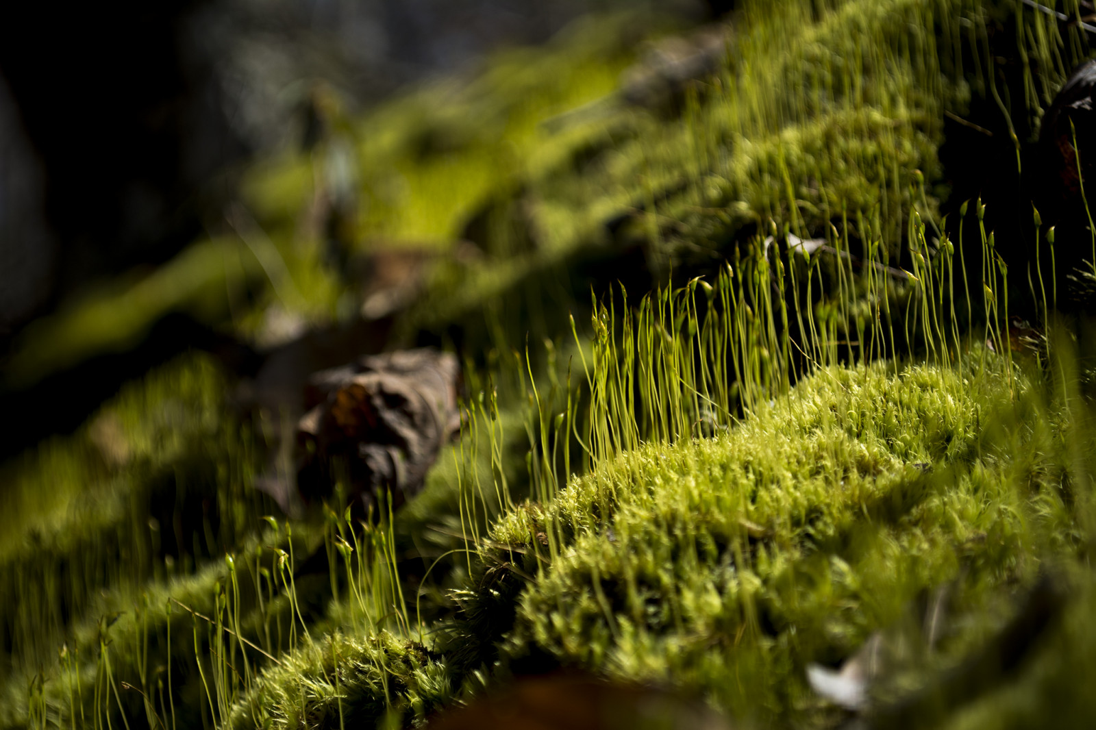 sollys, Skov, natur, græs, parkere, planter, afdeling, mos, grøn, canyon, Nikon, lys, træ, landskab, efterår, rejse, blad, blomst, plante, flora, eng, stat, placere, D7100, forsyn, græsplæne, skov, levested, naturligt miljø, botanik, jord plante, makrofotografering, græs familie, ikke vaskulær jord plante, Statepark