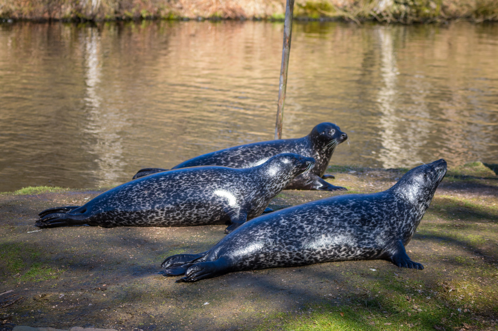Wallpaper wildlife, Zoo, animal, djur, djurpark, sk nesdjurpark, s l